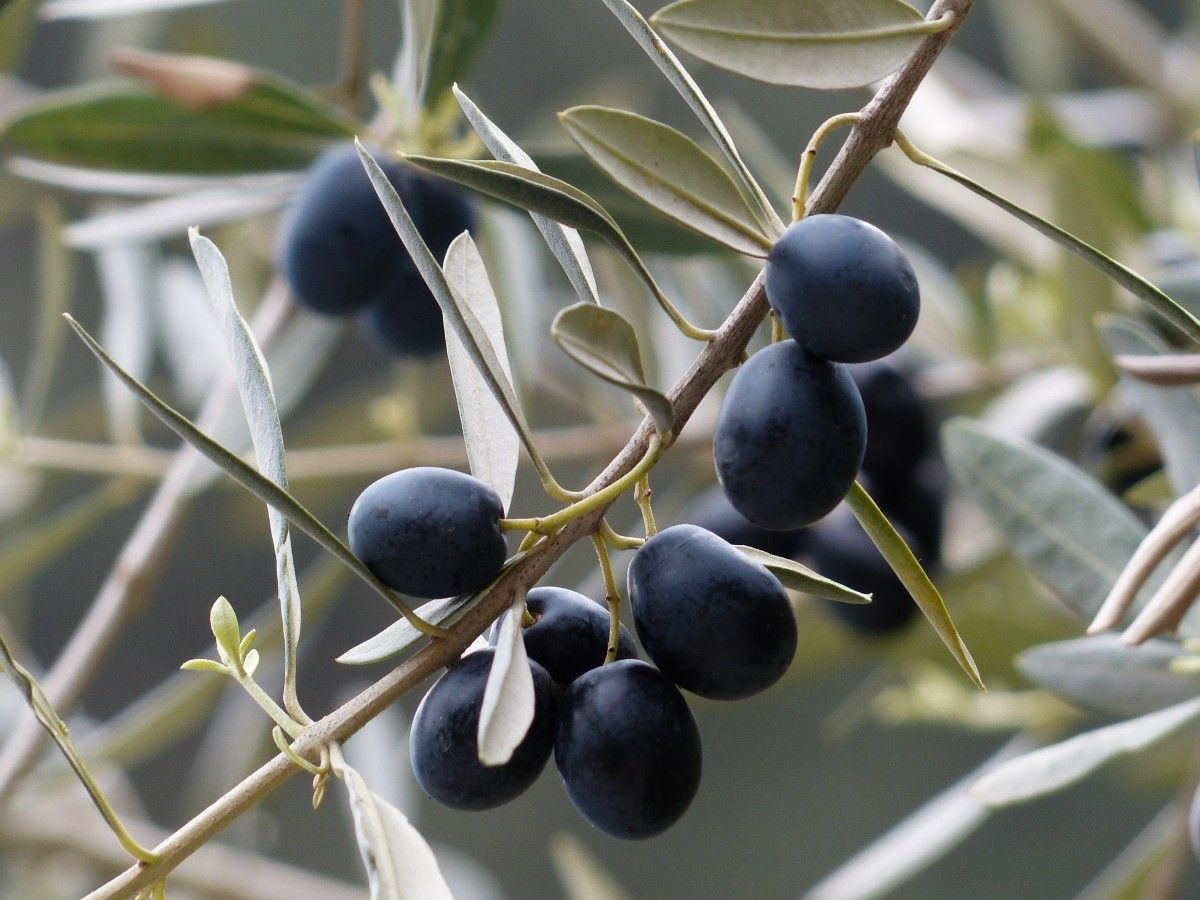 Savor the Essence: Discover the Allure of Authentic Mediterranean Olive Oil