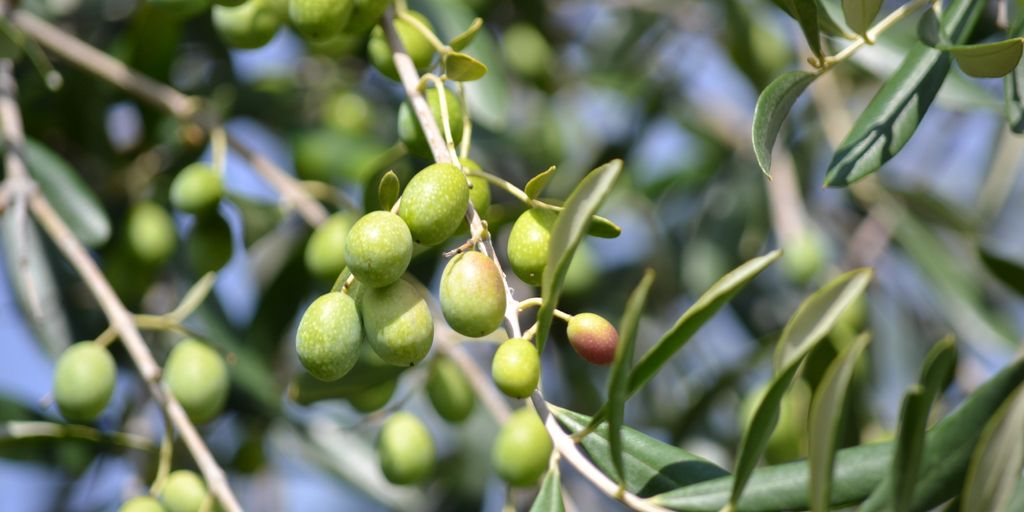 bottles of olive oil with fresh olives and Mediterranean background